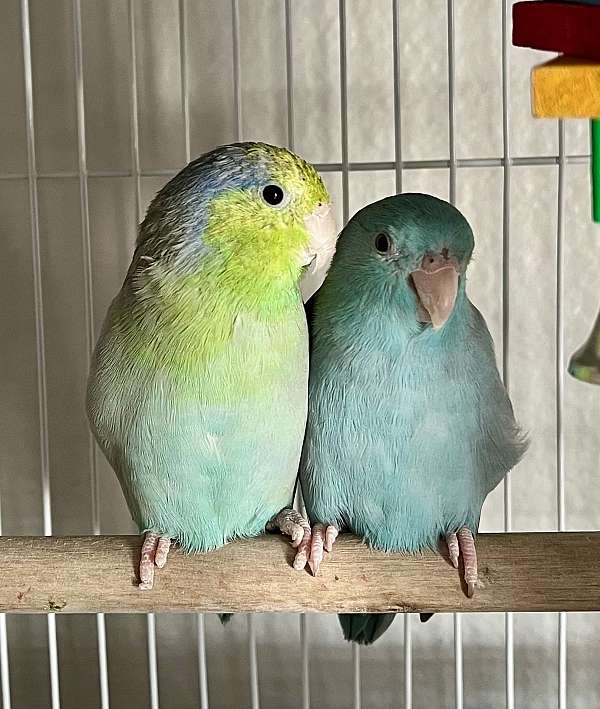 bonded-pair-tame-bird-for-sale-in-fort-meade-fl