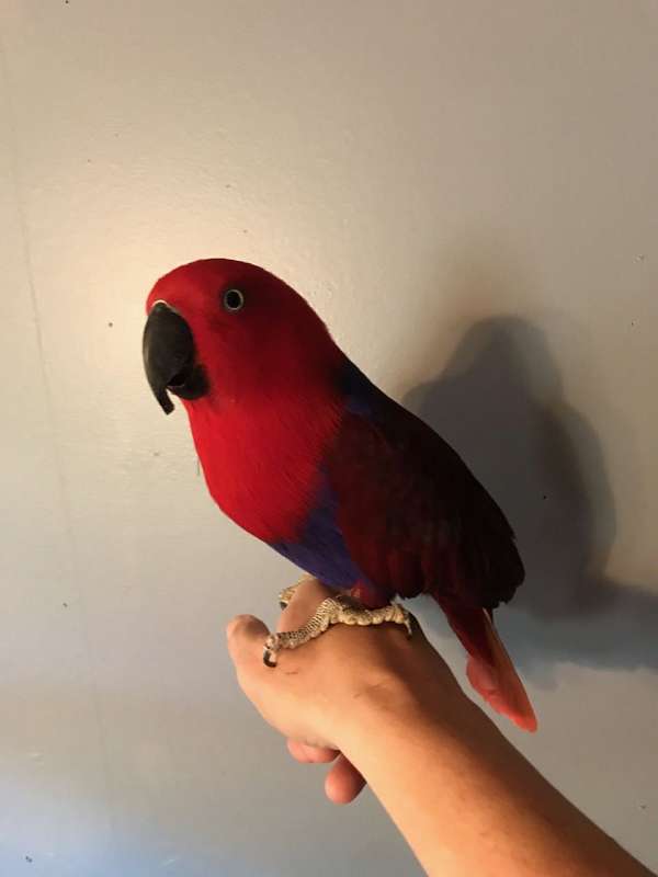 red-sided-eclectus-parrots-for-sale-in-chunchula-al