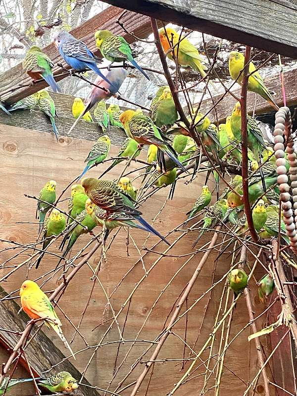 parakeet-for-sale-in-cottonwood-ca