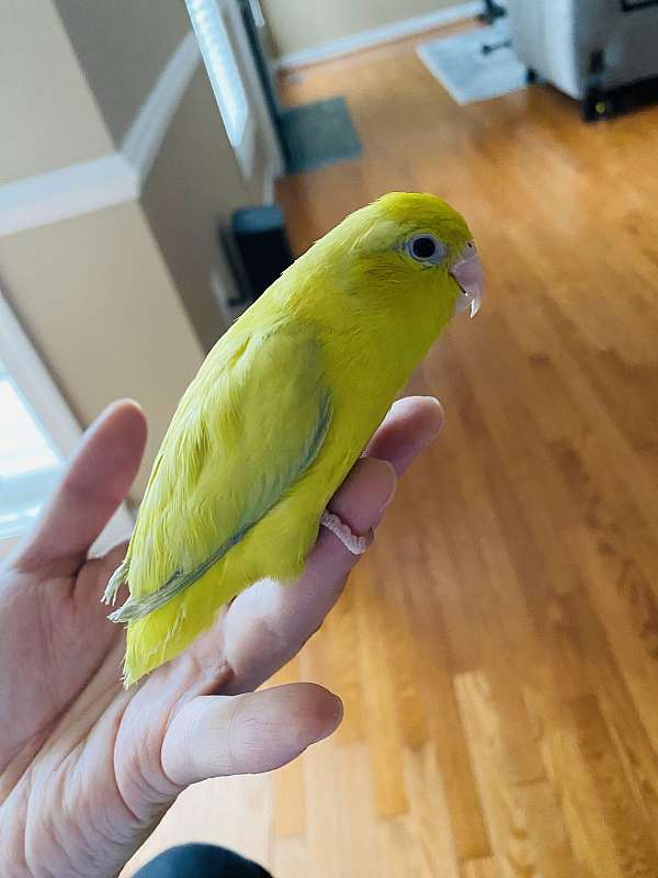 yellow-bird-for-sale-in-clarksburg-md