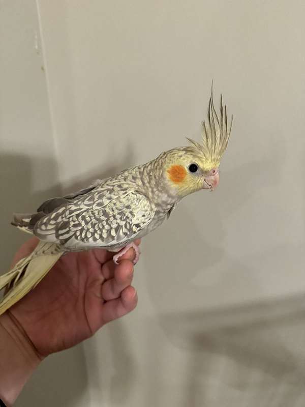 pearl-bird-for-sale-in-germantown-md