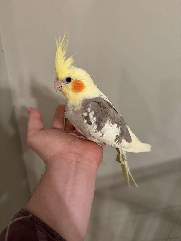 male-bird-for-sale-in-germantown-md