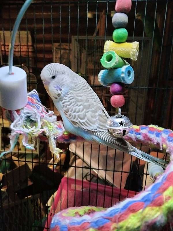 budgerigar-parakeet-for-sale-in-brooksville-fl