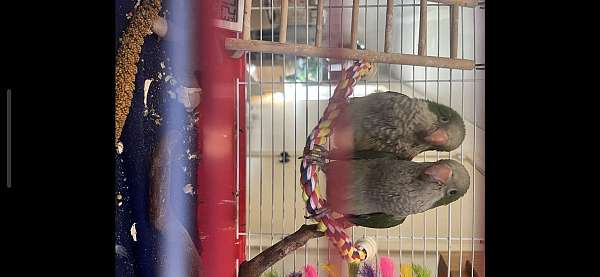 quaker-parrots-for-sale-in-saraland-al