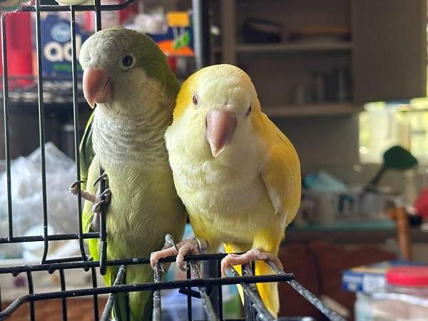 adult-bird-for-sale-in-conroe-tx