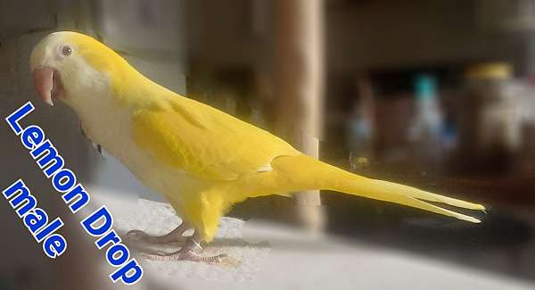 cockatoo-for-sale-in-conroe-tx