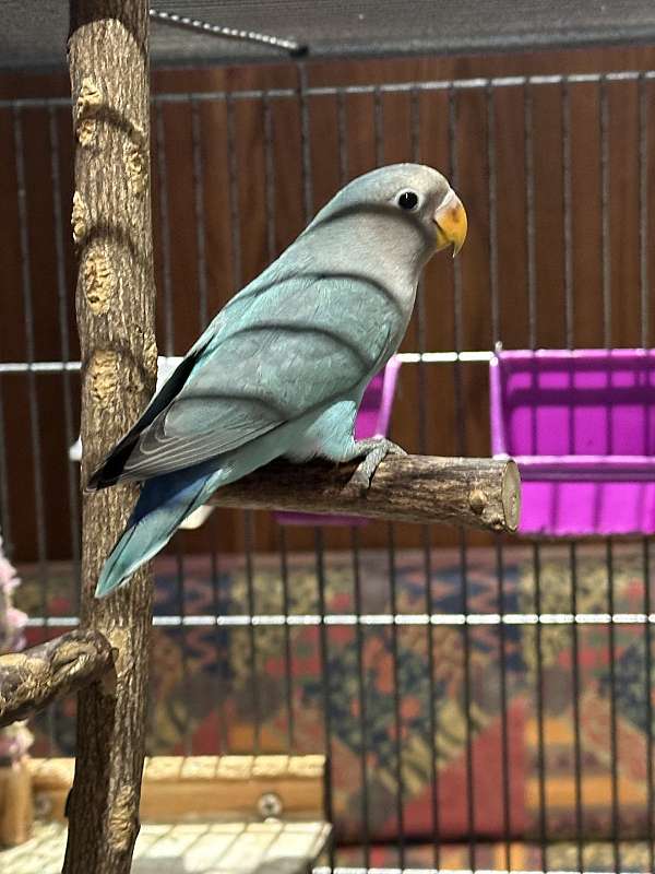 lovebird-for-sale-in-northport-ny