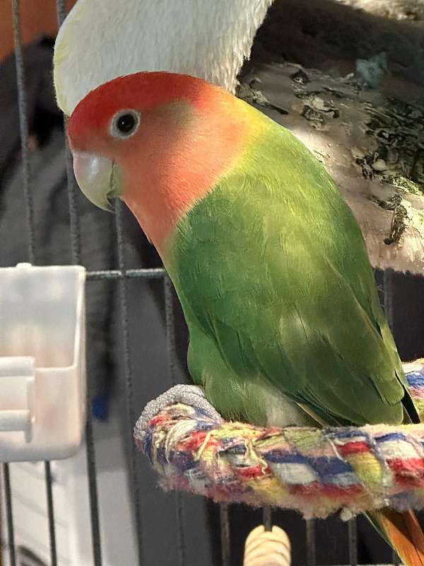 lovebird-for-sale-in-northport-ny