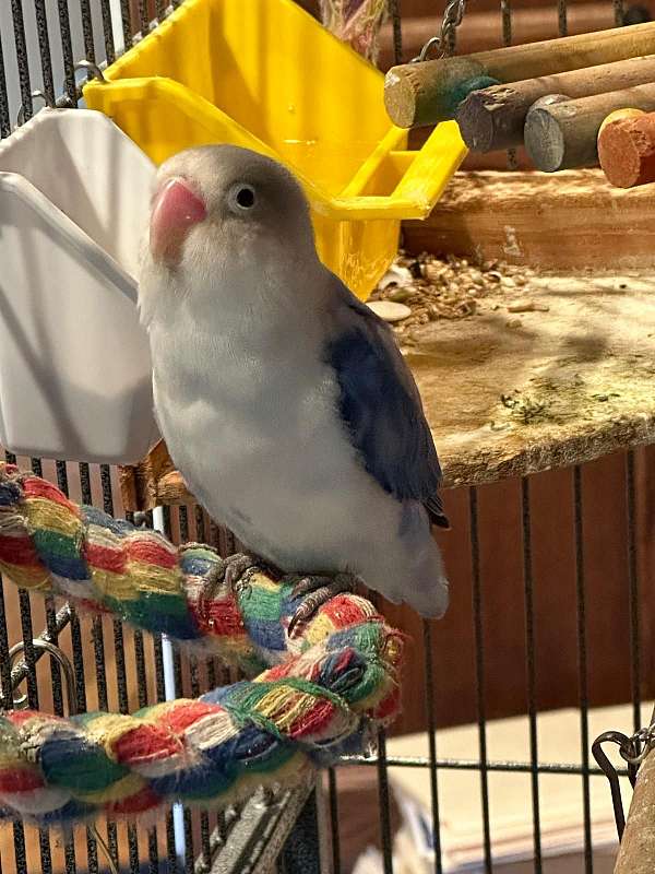 lovebird-for-sale