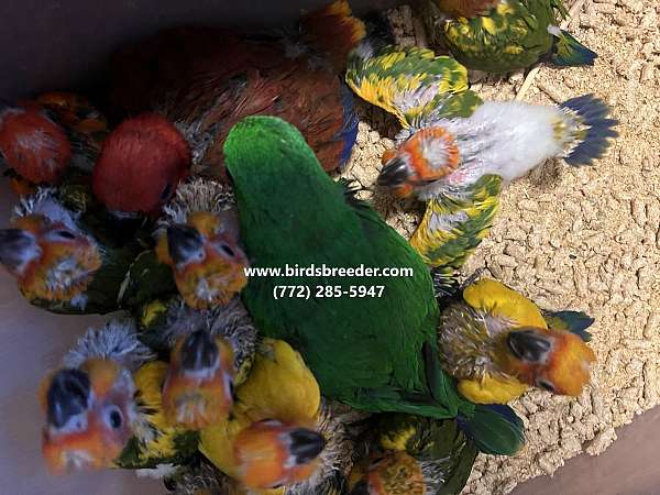 vosmaeri-eclectus-parrots-for-sale