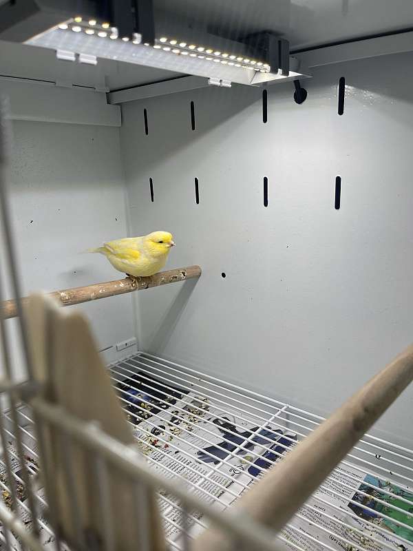 yellow Gloster Canary