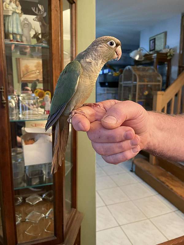 cinnamon-green-cute-handfed-bird-for-sale