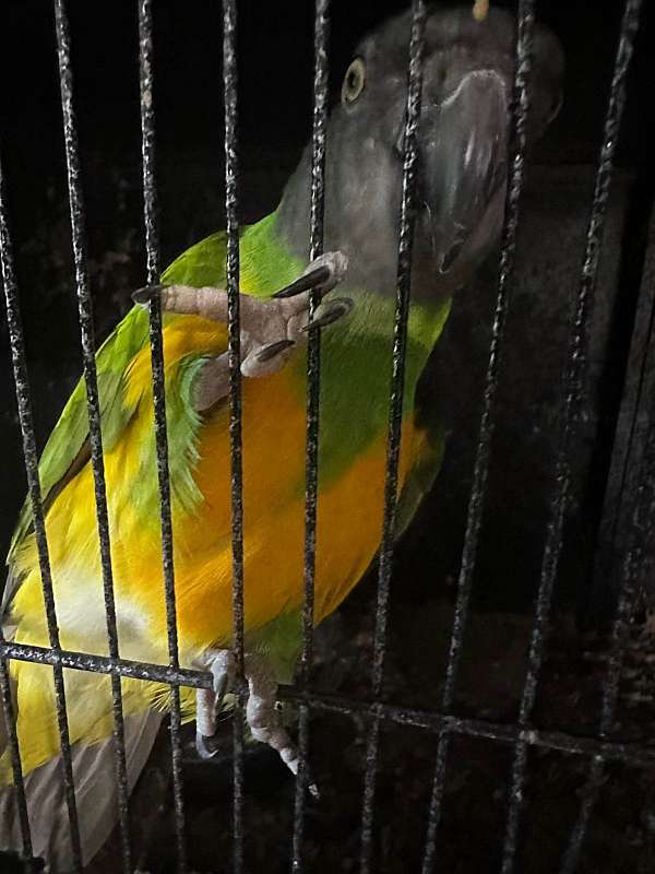 green-yellow-bird-for-sale-in-charlotte-nc