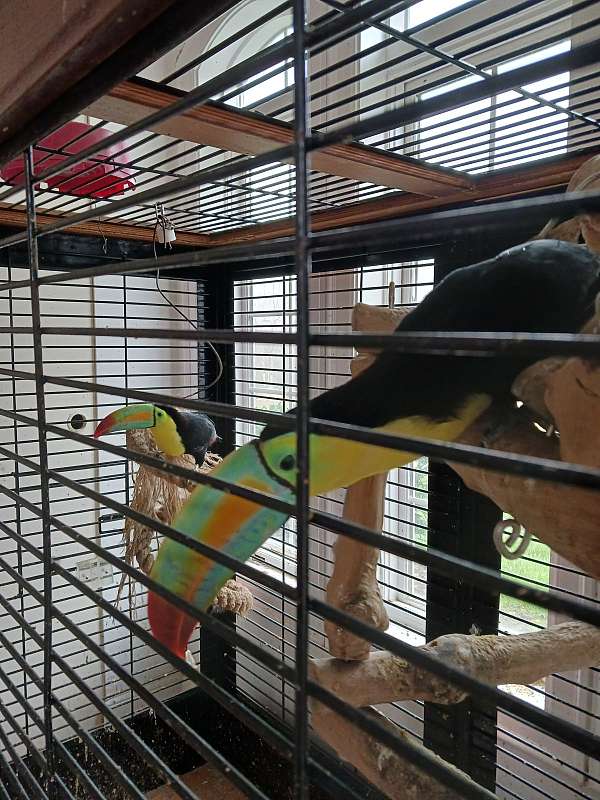 black-yellow-bird-for-sale-in-charlotte-nc