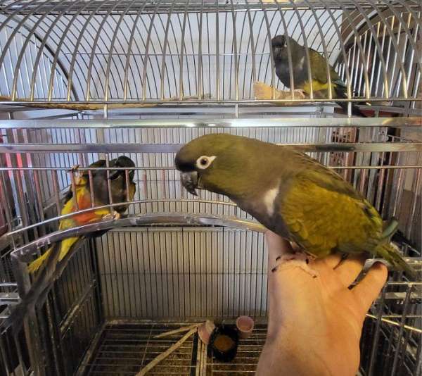 cute-patagonian-conure-for-sale