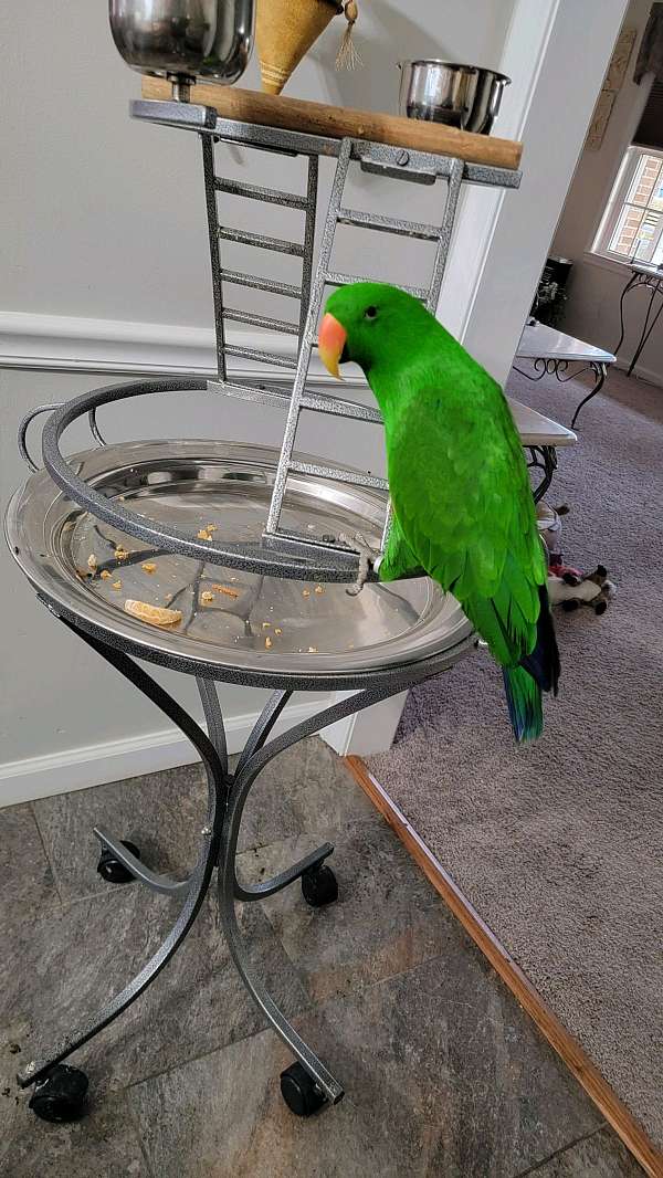 solomon-island-eclectus-parrots-for-sale-in-middletown-de
