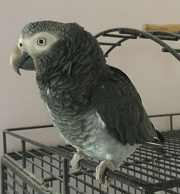 parrot-for-sale