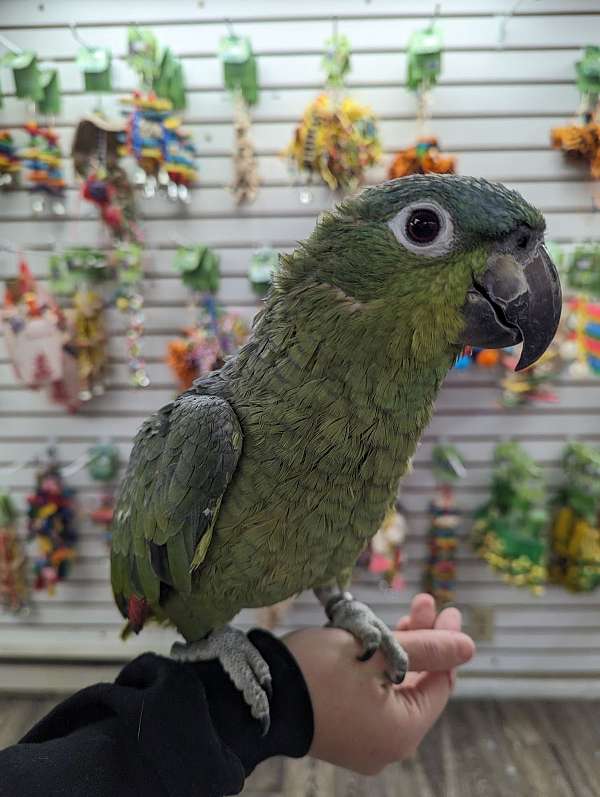 mealy-amazon-parrot-for-sale