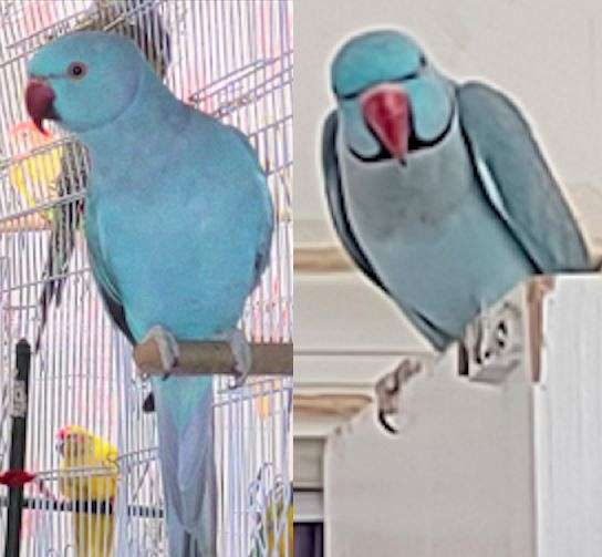 parrot-for-sale