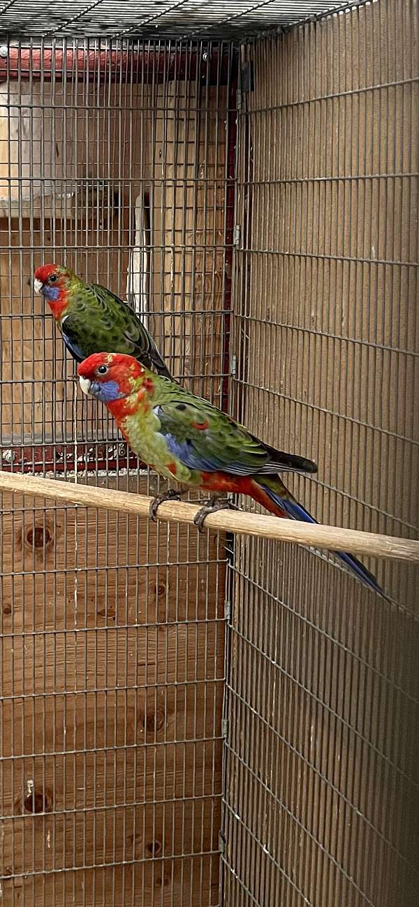 crimson-grey-amazon-parrot-for-sale