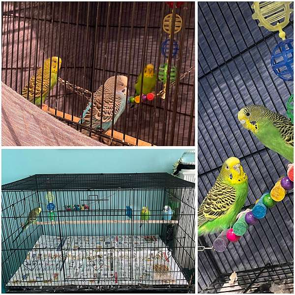 budgerigar-parakeet-for-sale