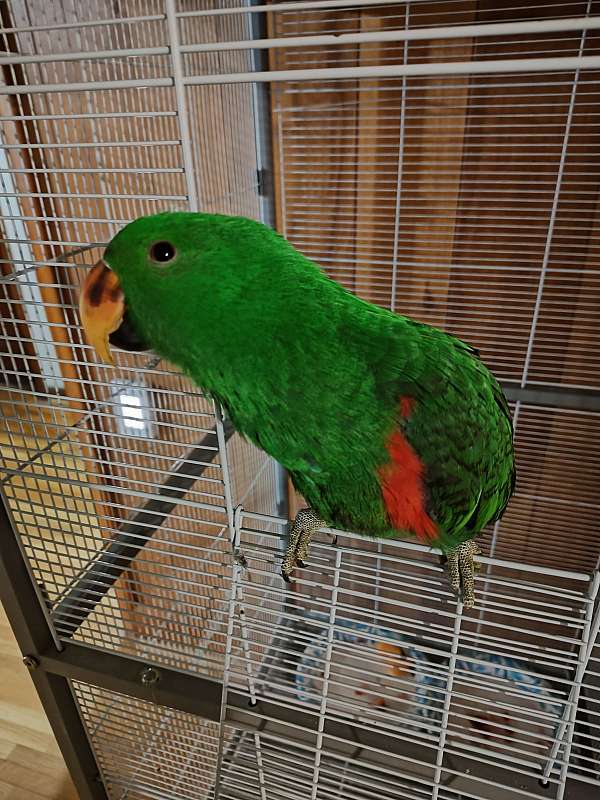 eclectus-parrots-for-sale-in-tennessee