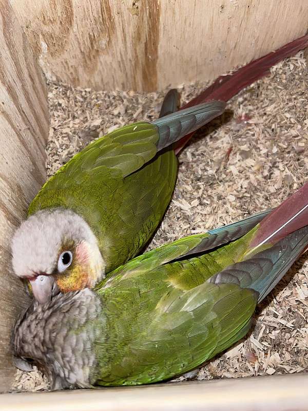 green-red-bird-for-sale-in-louisiana