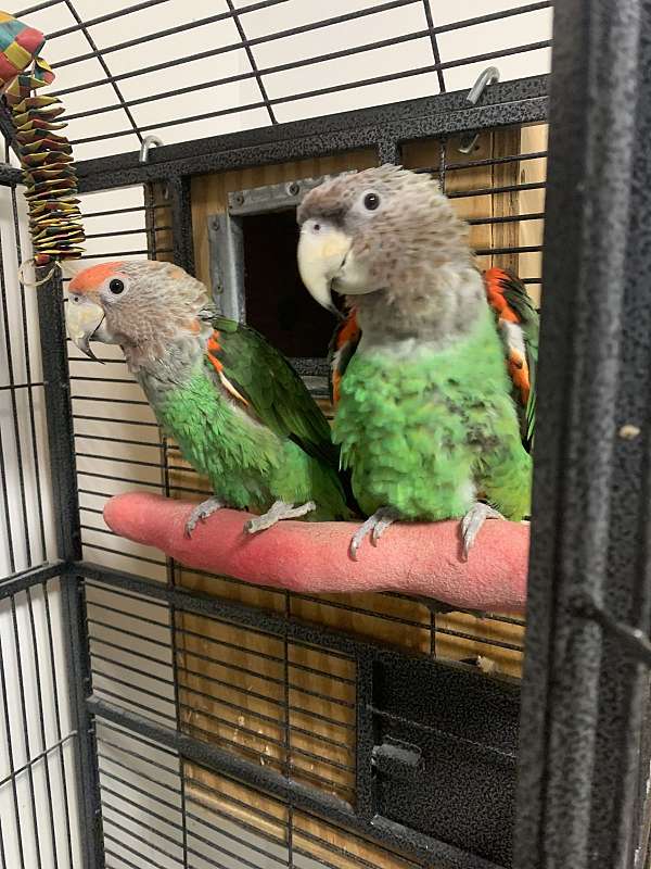 parrot-for-sale-in-west-st-paul-mn