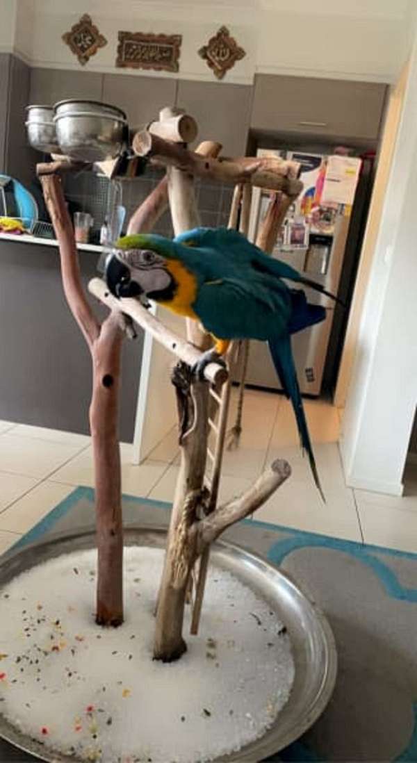 blue-gold-macaw-for-sale-in-daphne-al
