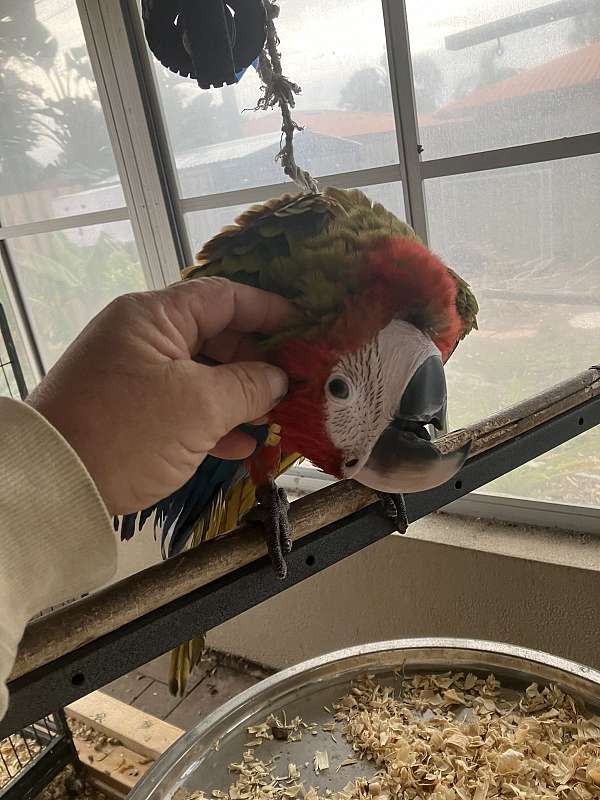 macaw-for-sale-in-bradenton-fl