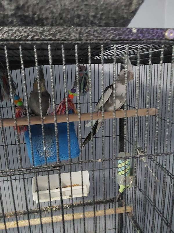 grey-white-aggressive-bird-for-sale
