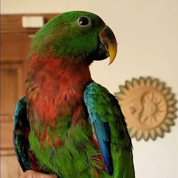 solomon-island-eclectus-parrots-for-sale-in-dade-city-fl