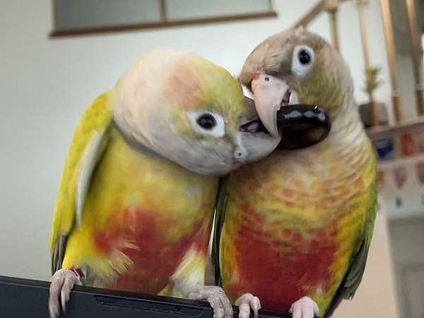 green-cheek-conure-for-sale-in-west-des-moines-ia
