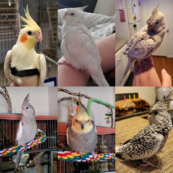 adult-bird-for-sale-in-rancho-cucamonga-ca