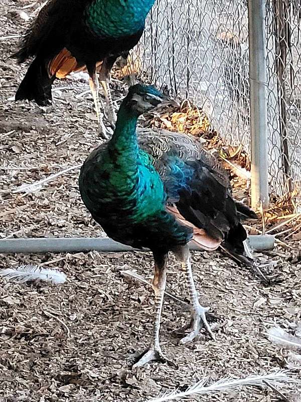 peacock-for-sale-in-midland-mi