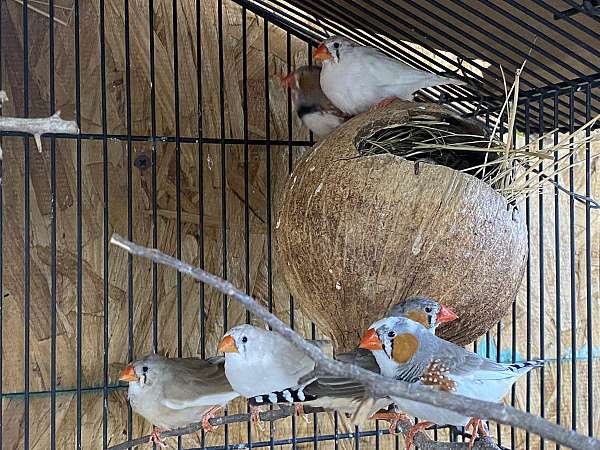 adult-bird-for-sale-in-burleson-tx