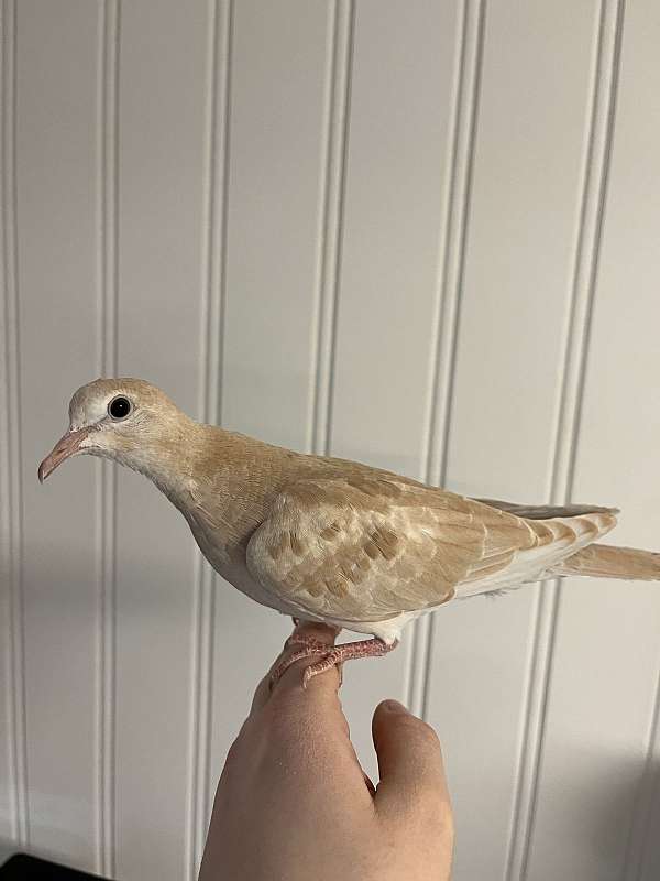 dove-ringneck-dove-for-sale-in-connecticut