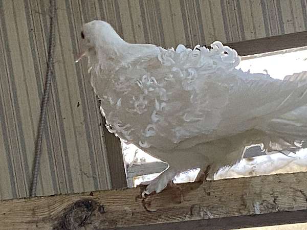 pigeon-for-sale-in-burleson-tx