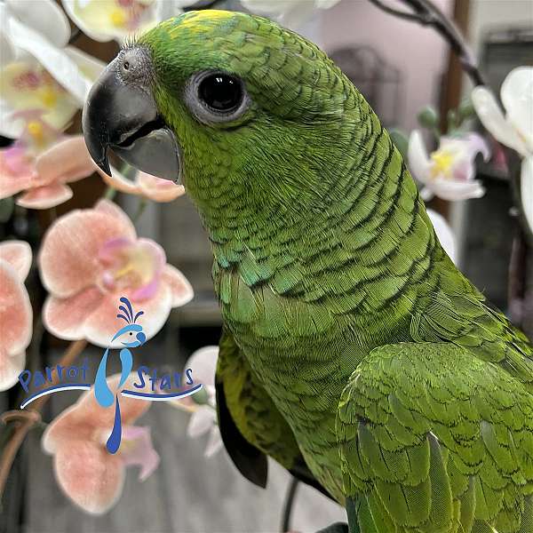 orange-winged-amazon-parrot-for-sale-in-arlington-heights-il