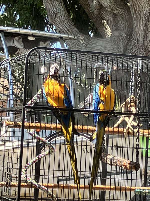 bird-parrot-for-sale-in-bradenton-fl