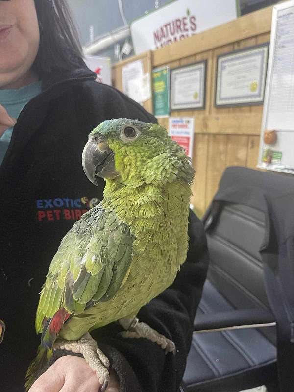 male-mealy-amazon-parrot-for-sale