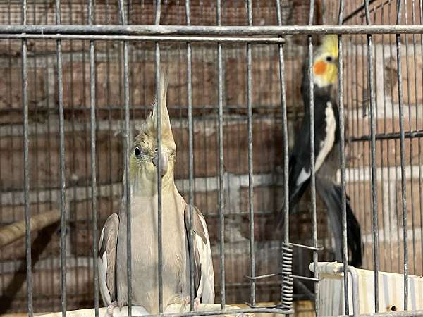 cockatiel-for-sale-in-brooklyn-ny