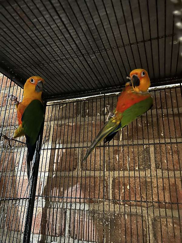conure-jenday-conure-for-sale-in-brooklyn-ny