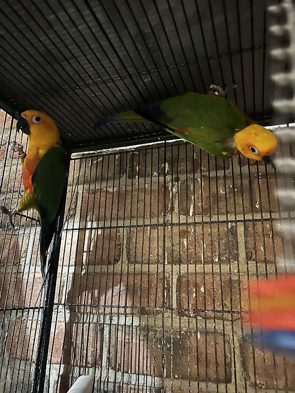 jenday-conure-for-sale-in-brooklyn-ny