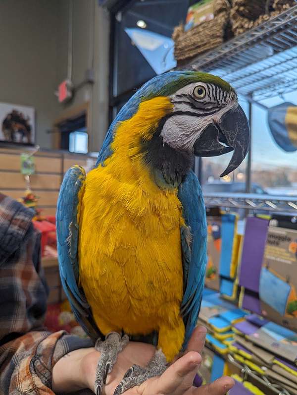 blue-gold-exotic-pet-bird-for-sale
