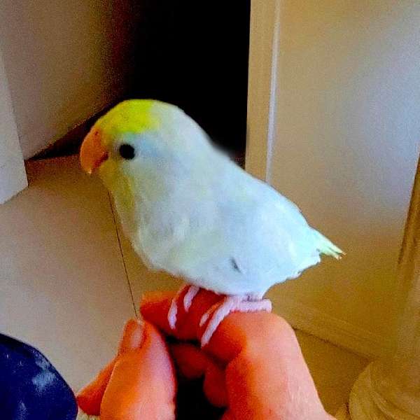 parrotlet-for-sale