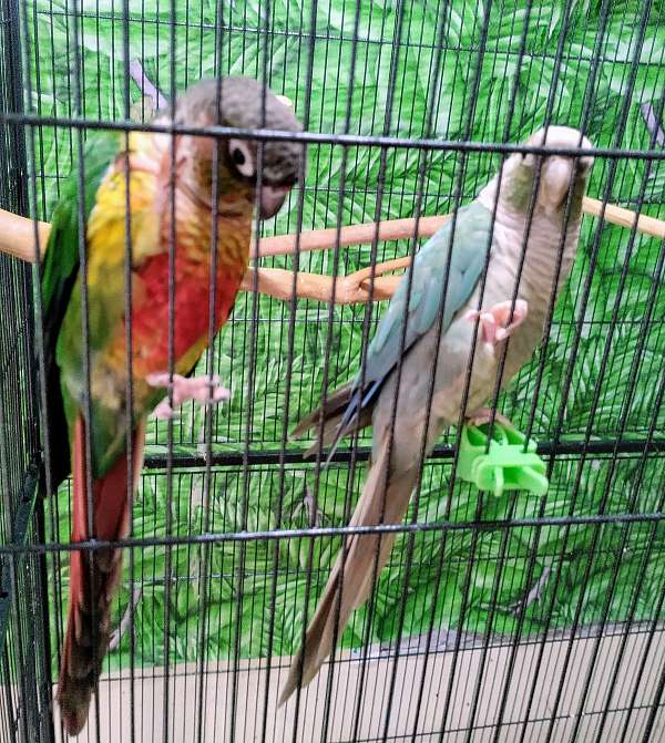 green-tame-wild-bird-for-sale
