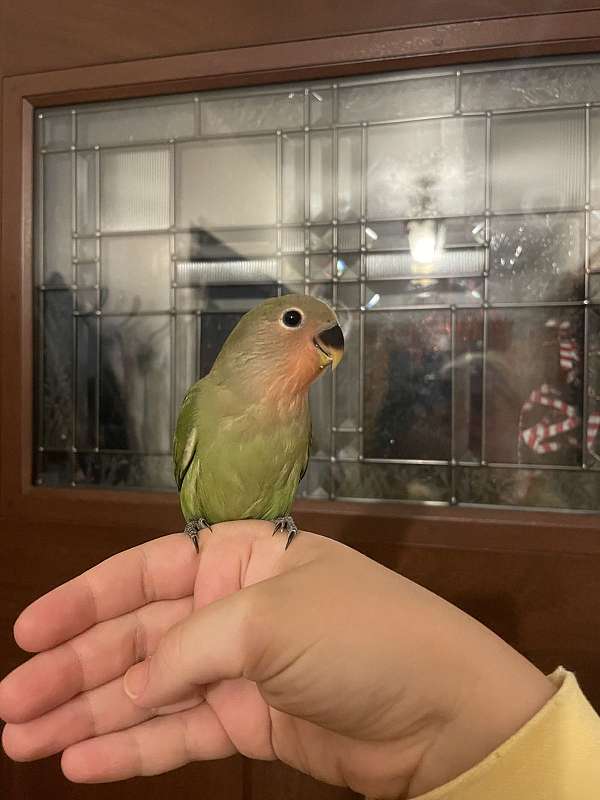 lovebird-parrot-for-sale-in-moon-township-pa