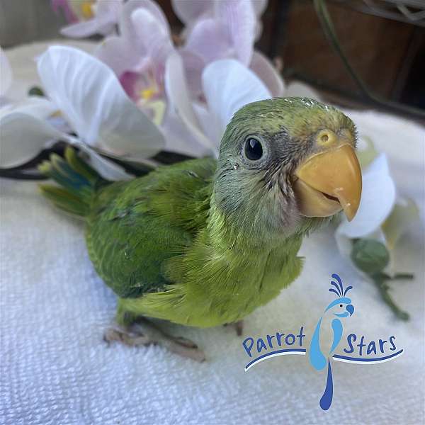 plum-head-parakeet-for-sale