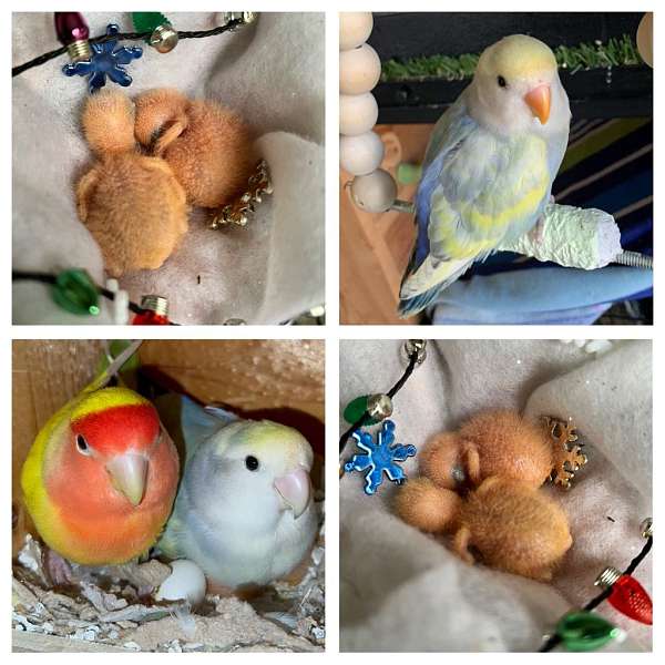 lovebird-for-sale-in-clarksburg-md